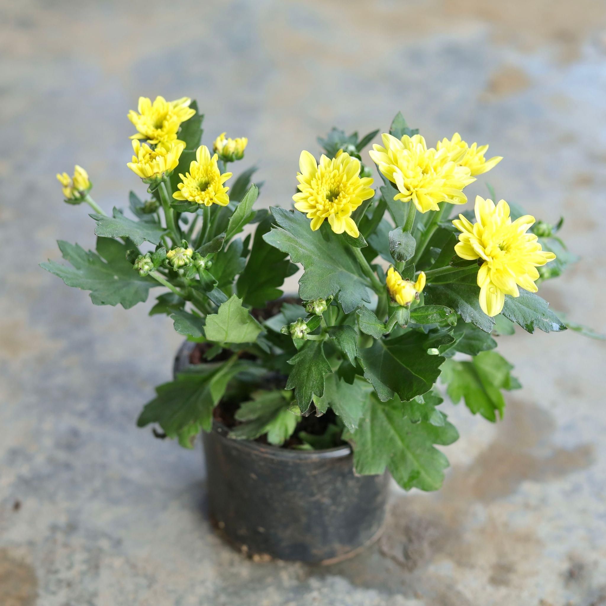 Chrysanthemum double (any colour) in 6 Inch Nursery Pot