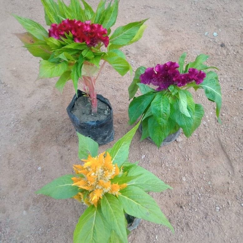 Set of 3 - Celosia / Cockscomb (any colour) in 4 Inch Nursery Bag