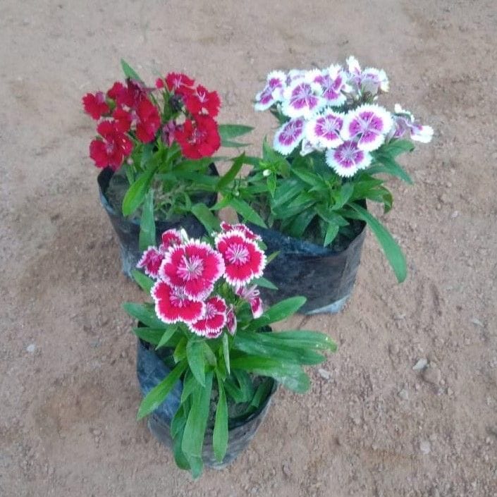 Set of 3 - Dianthus (any colour) in 4 Inch Nursery Bag