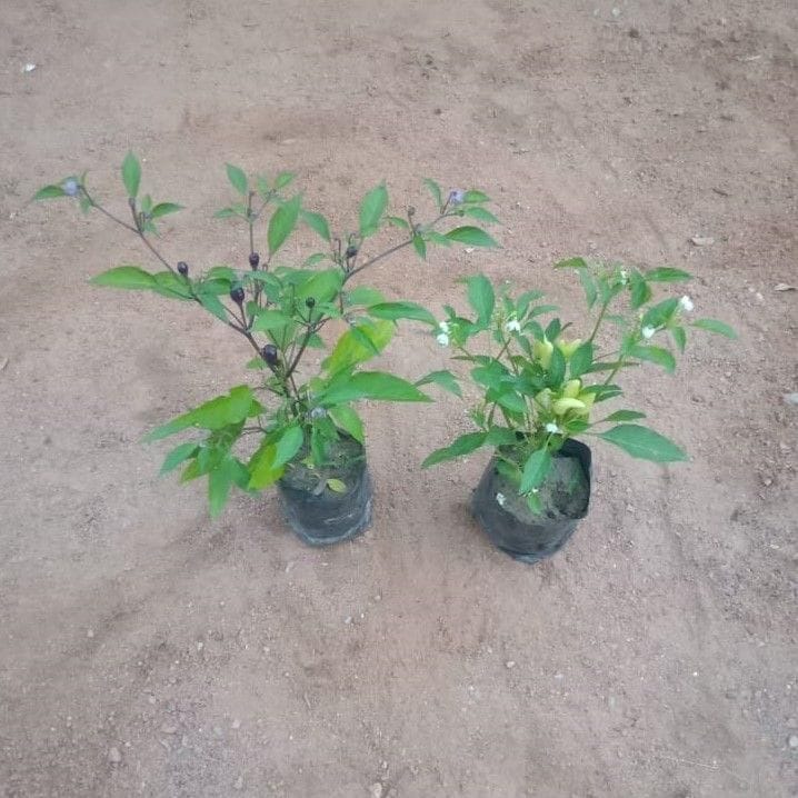 Set of 2 - Chilli (Black & White) in 4 Inch Nursery Bag