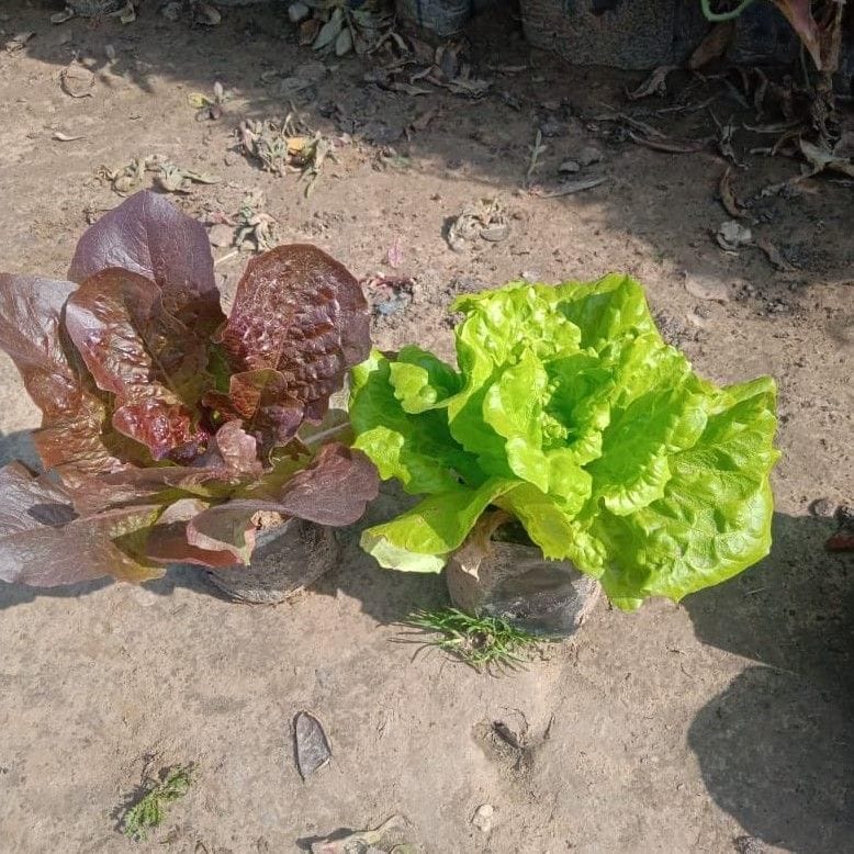 Set of 2 - Lettuce (Black & White) in 4 Inch Nursery Bag