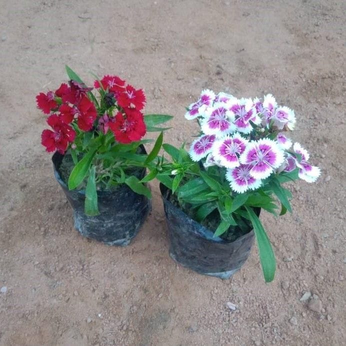 Set of 2 - Dianthus (any colour) in 4 Inch Nursery Bag