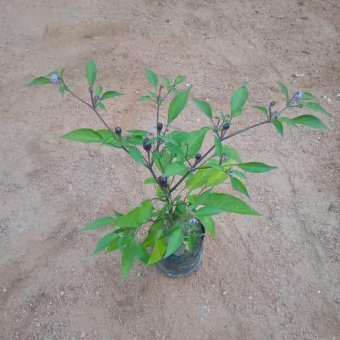 Chilli Black in 4 Inch Nursery Bag
