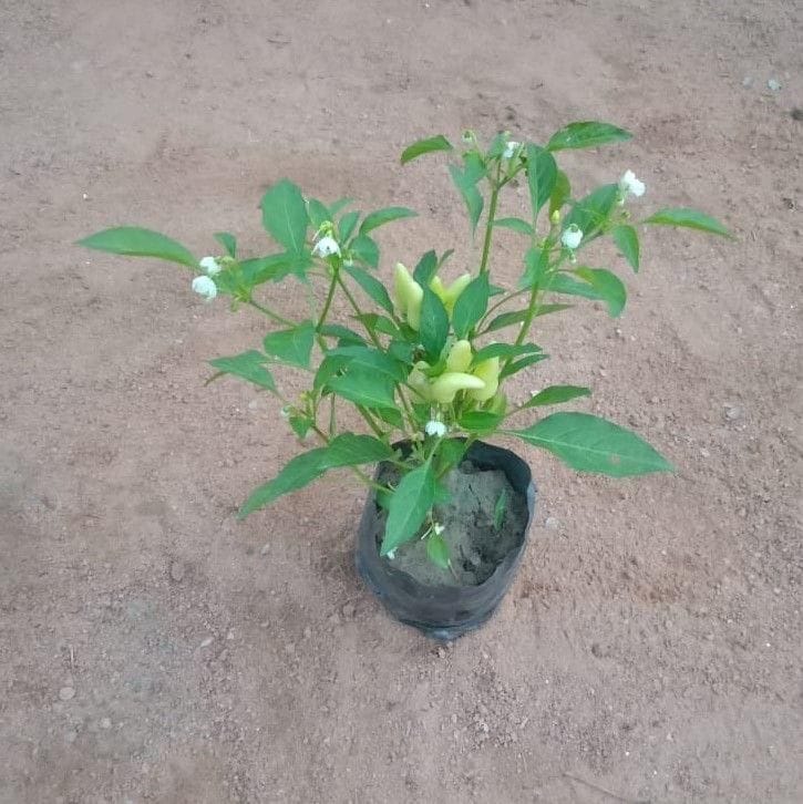 Chilli White in 4 Inch Nursery Bag