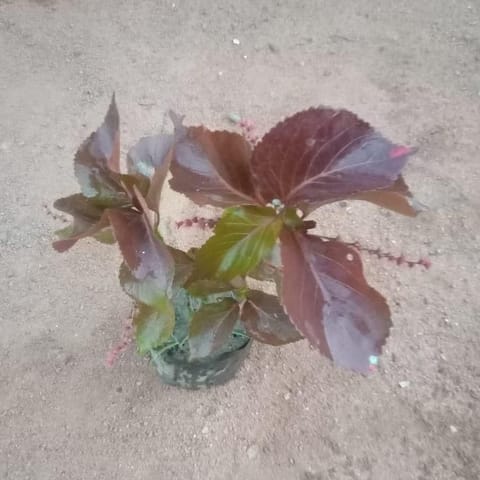 Aclaypha in 4 Inch Nursery Bag