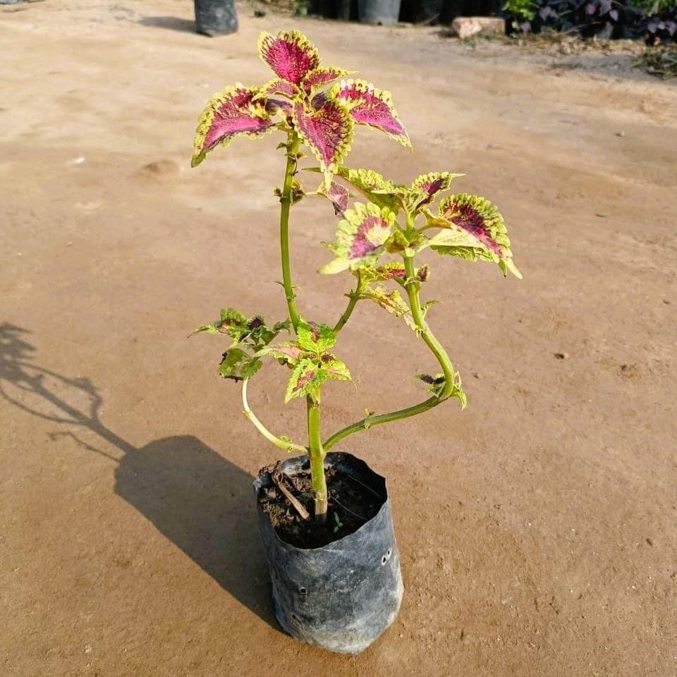 Coleus (any colour) in 4 Inch Nursery Bag Coleus (any colour) in 4 Inch Nursery Bag