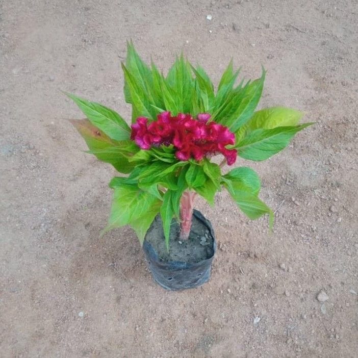 Celosia / Cockscomb (any colour) in 4 Inch Nursery Bag