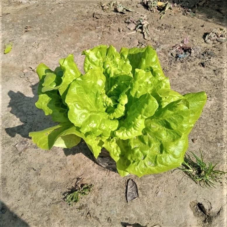 Lettuce Green in 6 Inch Nursery pot