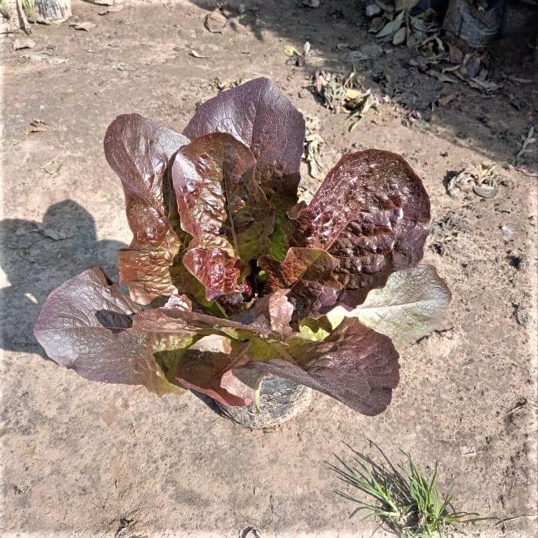 Lettuce Red in 4 Inch Nursery Bag