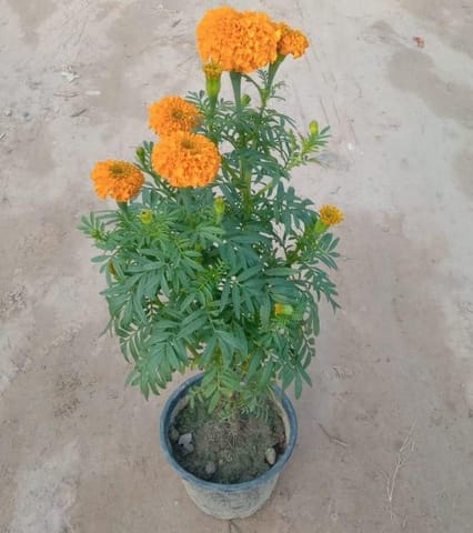 Marigold / Genda any colour in 6 Inch Nursery Pot