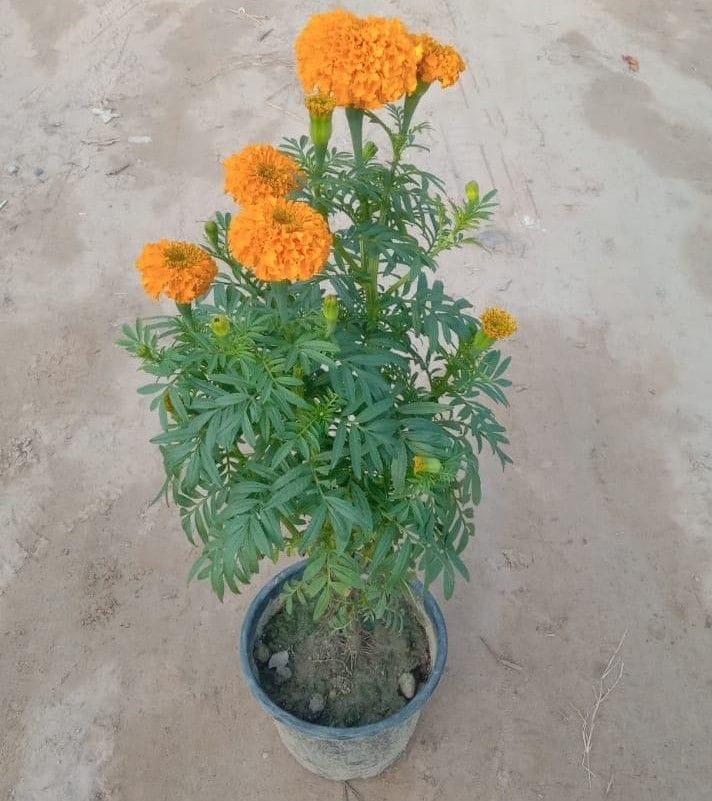 Marigold / Genda any colour in 6 Inch Nursery Pot