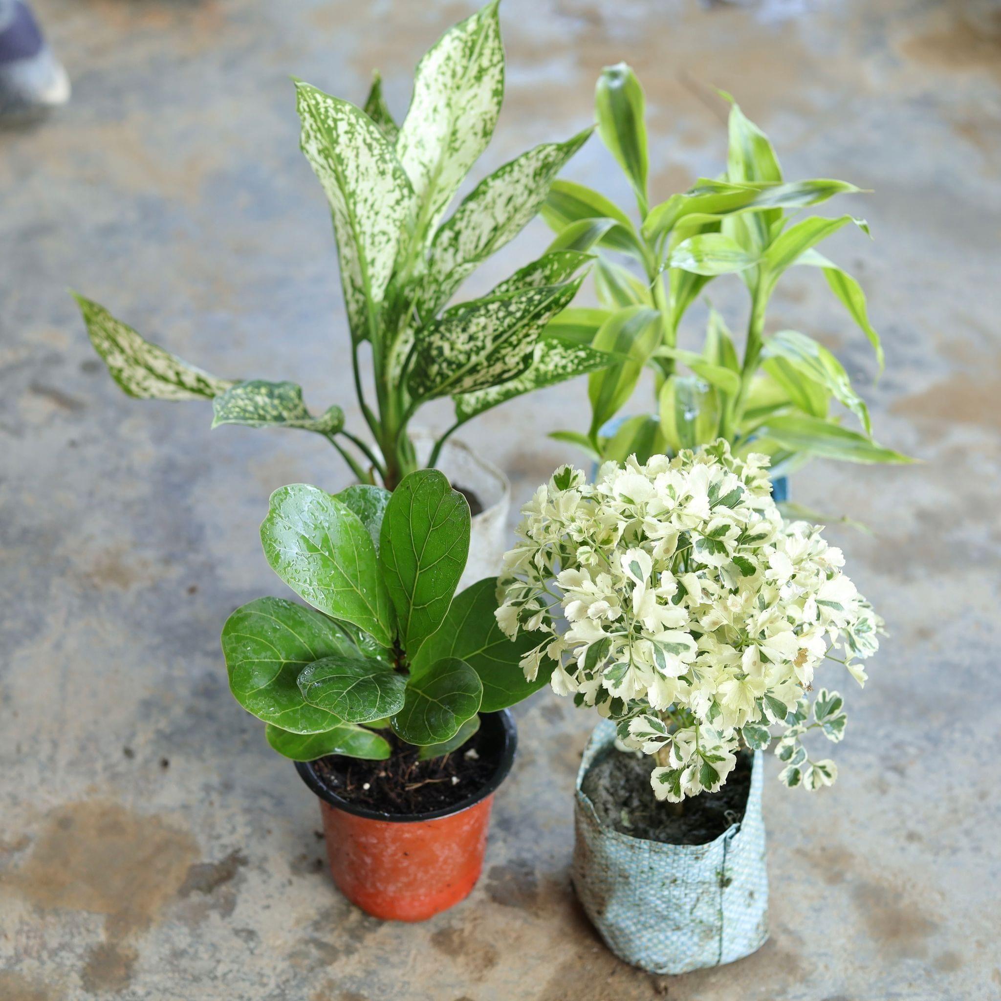 Set of 4 - Fiddle Leaf, Variegated White Aralia, Lucky Bamboo, Aglaonema Snow White in 4 Inch Nursery Bag, Nursery Bag