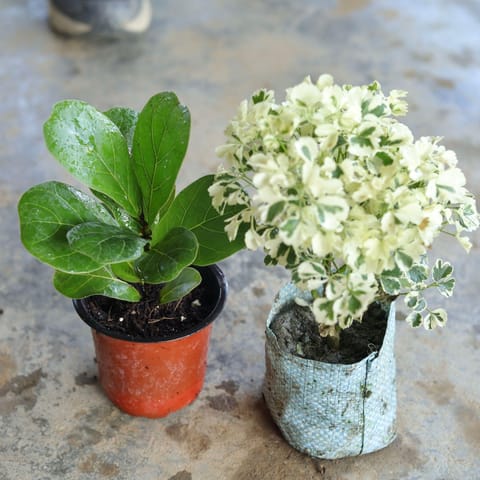Set of 2 - Fiddle Leaf, Variegated White Aralia in 4 Inch Nursery Bag, Nursery Bag