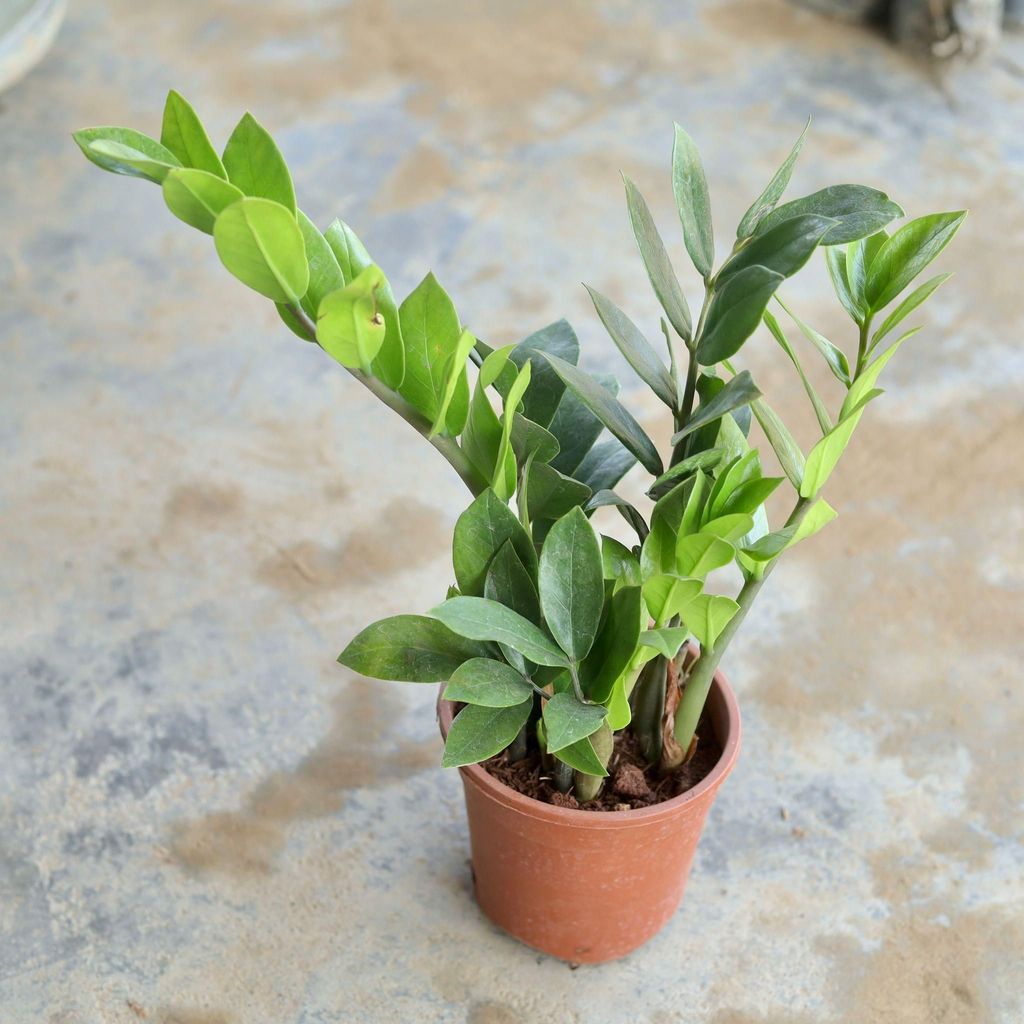 ZZ Plant in 5 Inch Nursery Pot ZZ Plant in 5 Inch Nursery Pot
