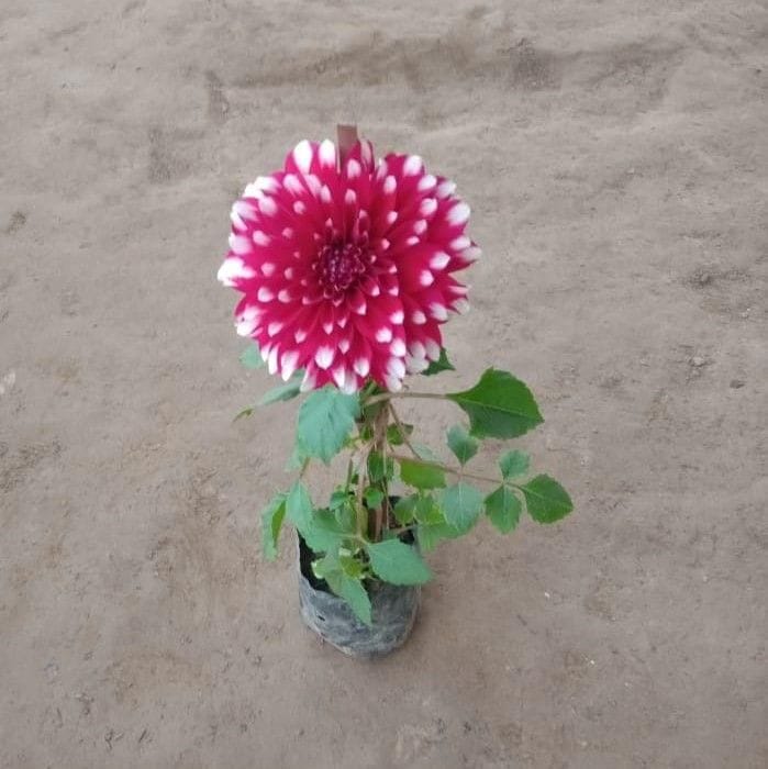 Dahlia Double (Any colour) in 4 Inch Nursery Bag