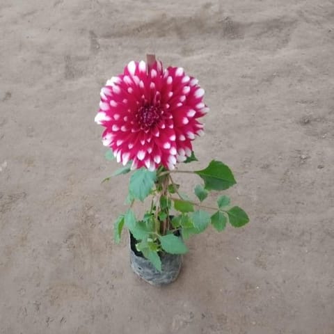 Dahlia Double (Any colour) in 4 Inch Nursery Bag