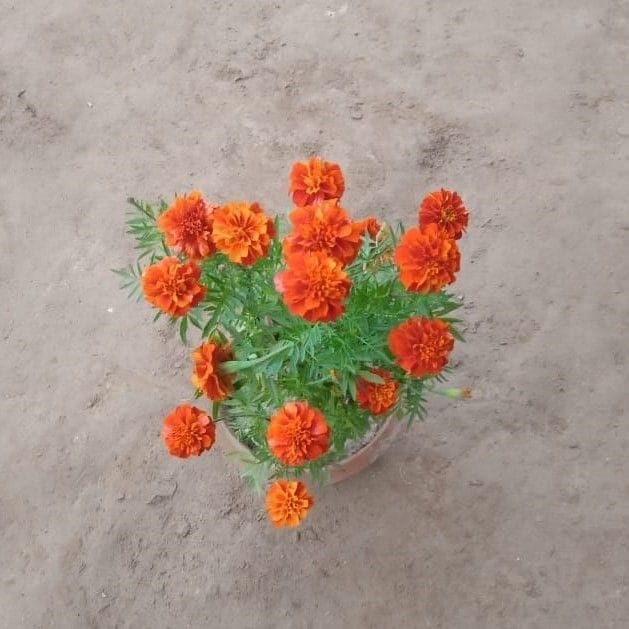 Marigold / Genda French / Jafri Orange in 6 Inch Nursery Pot
