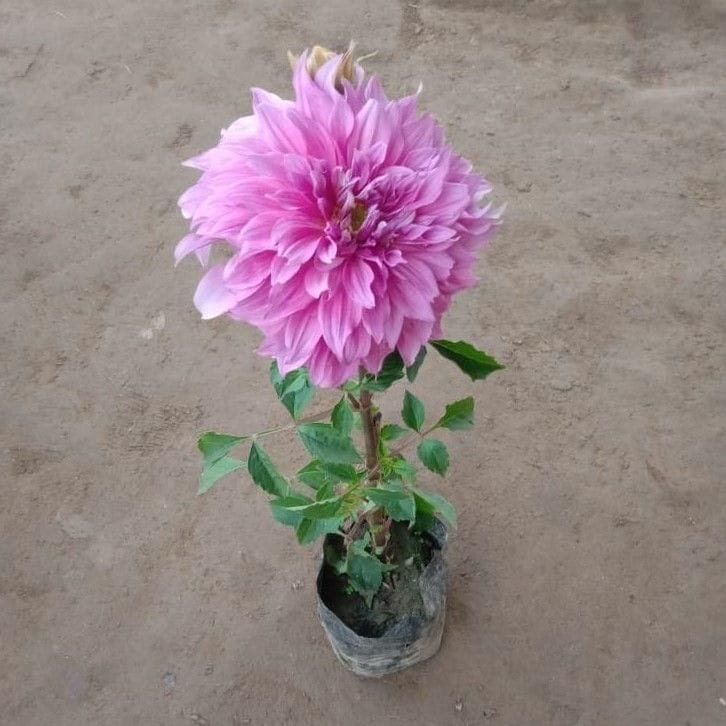 Dahlia Double (Any colour) in 4 Inch Nursery Bag