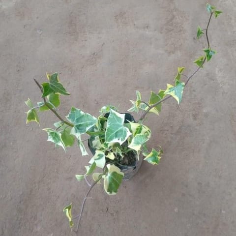 English Ivy Succulent in 4 Inch Nursery Bag