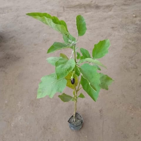 Brinjal / Baigan Plant in 4 Inch Nursery Bag