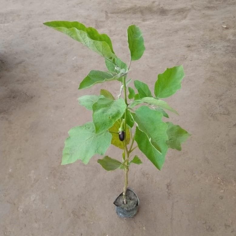 Brinjal / Baigan Plant in 4 Inch Nursery Bag