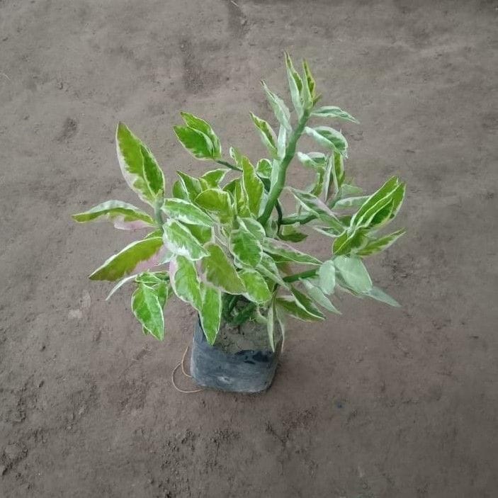 Pedilanthus / Devil's backbone Variegated in 4 Inch Nursery Bag Pedilanthus / Devil's backbone Variegated in 4 Inch Nursery Bag