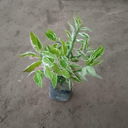 Pedilanthus / Devil's backbone Variegated in 4 Inch Nursery Bag