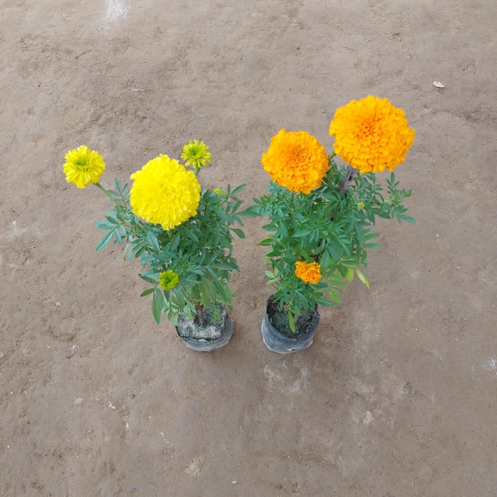Set of 2 - Marigold / Genda (any colour) in 4 Inch Nursery Bag