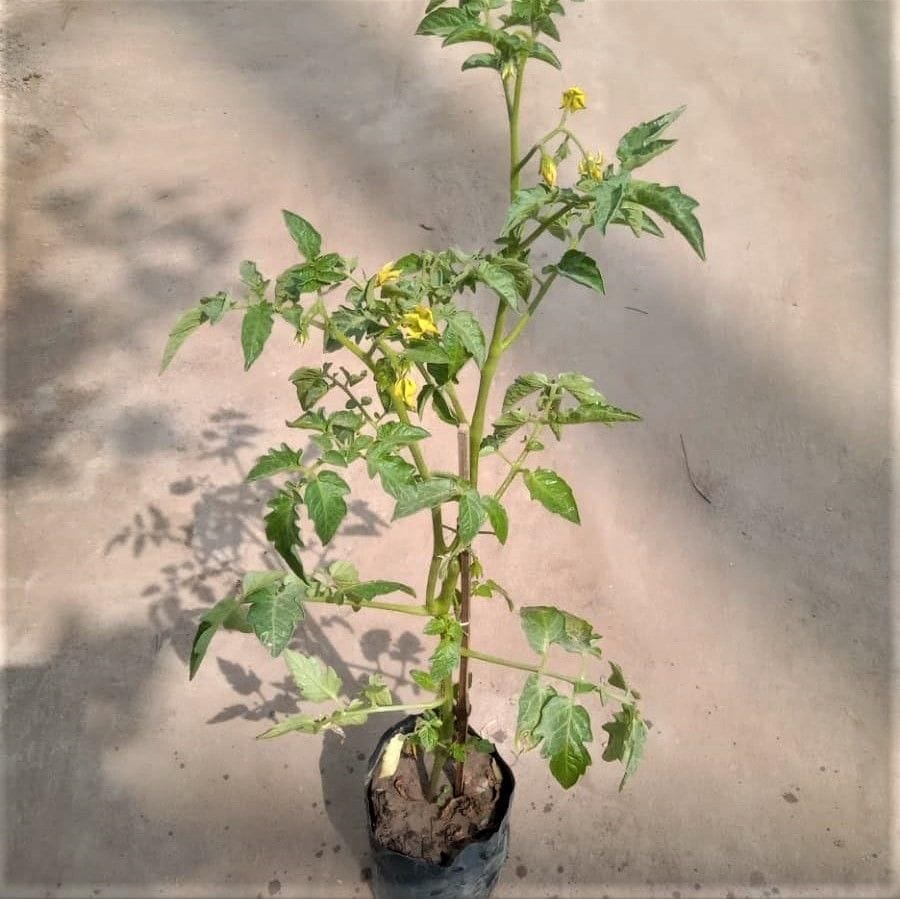 Tomato in 4 Inch Nursery Bag