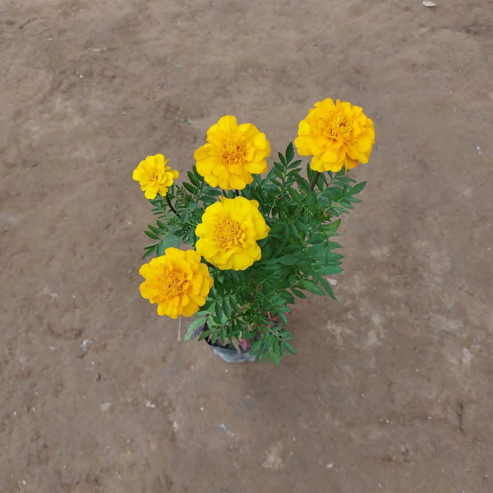 Marigold / Genda Jafri Yellow in 4 Inch Nursery Bag