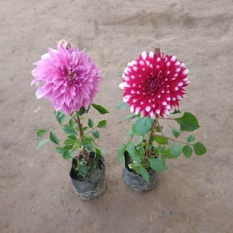 Set of 2 - Dahlia Double (any colour ) in 4 Inch Nursery Bag