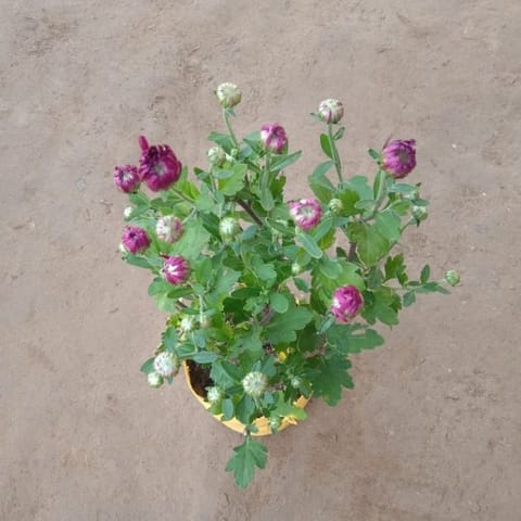 Chrysanthemum / Guldawari Red Purple in 8 Inch Nursery Bag
