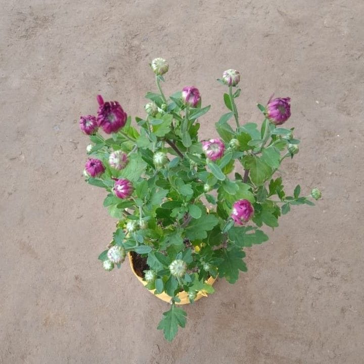 Chrysanthemum / Guldawari Red Purple in 8 Inch Nursery Bag