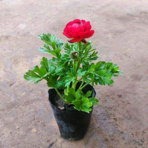 Ranunculus (any colour) in 6 Inch nursery pot