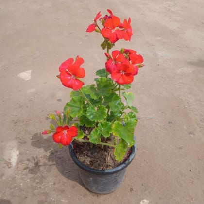 Geranium (any colour) in 5 Inch Nursery pot
