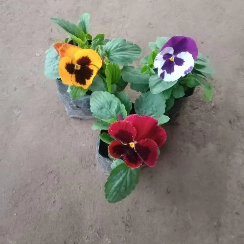 Set of 3 - Pansy (any colour) in 4 Inch nursery bag