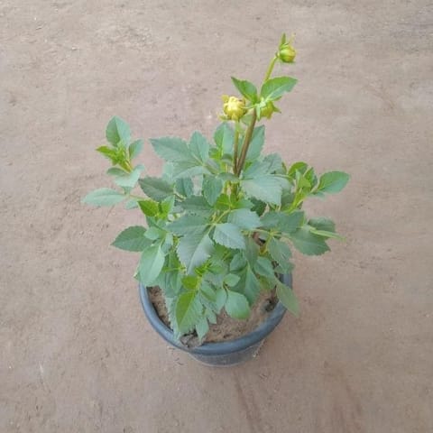 Dahlia Double (any color) in 8 Inch Nursery Pot