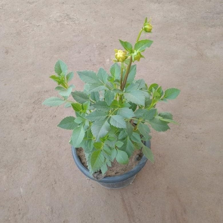 Dahlia Double (any color) in 8 Inch Nursery Pot
