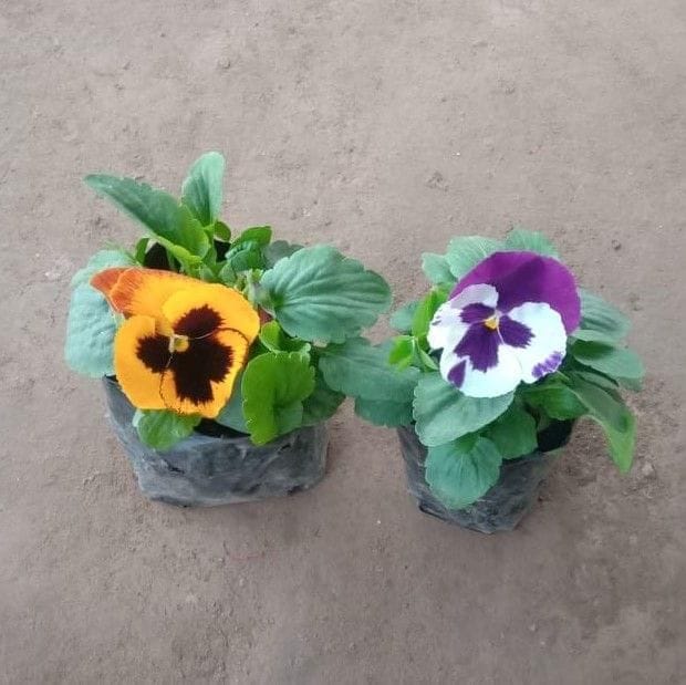 Set of 2 - Pansy (any colour) in 4 Inch Nursery Bag