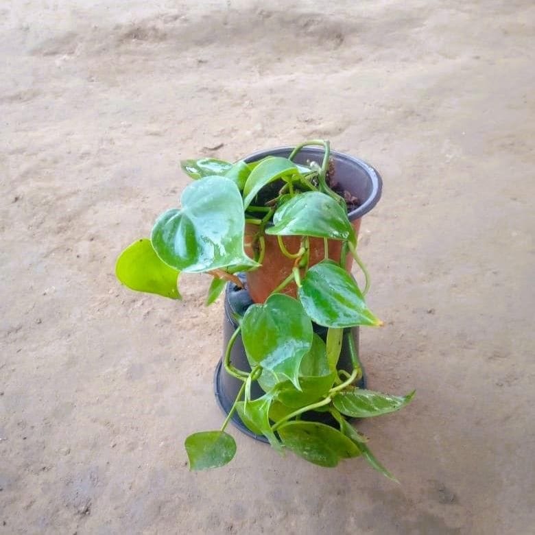 Green Oxycardium in 4 Inch Nursery Pot