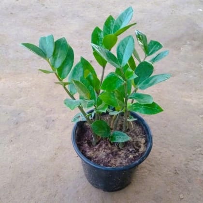 Buy ZZ plant in 5 Inch Nursery Pot Online | Urvann.com