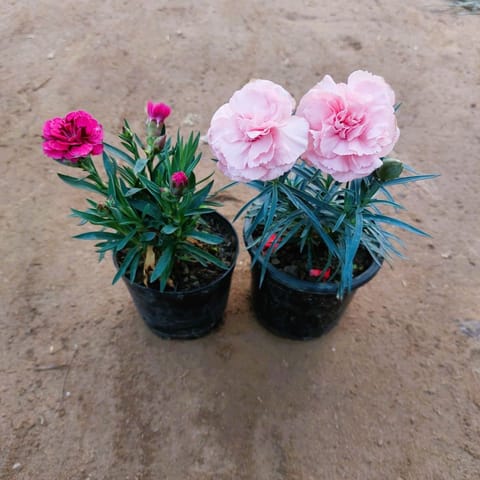 Set of 2 - Carnation (any color) in 4 Inch Nursery Pot