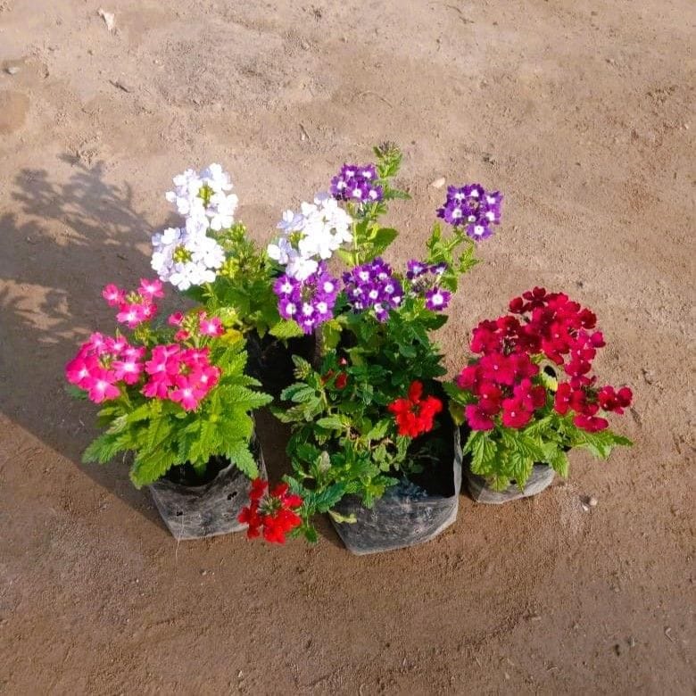 Set of 5 - Verbena (any colour) in 4 Inch Nursery bag