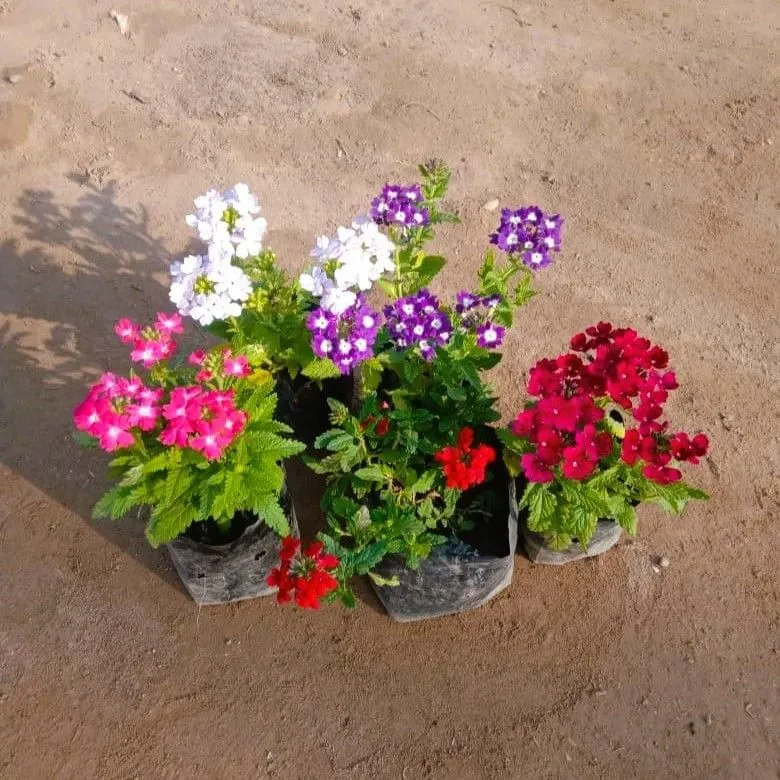 Set of 5 - Verbena (any colour) in 4 Inch Nursery bag