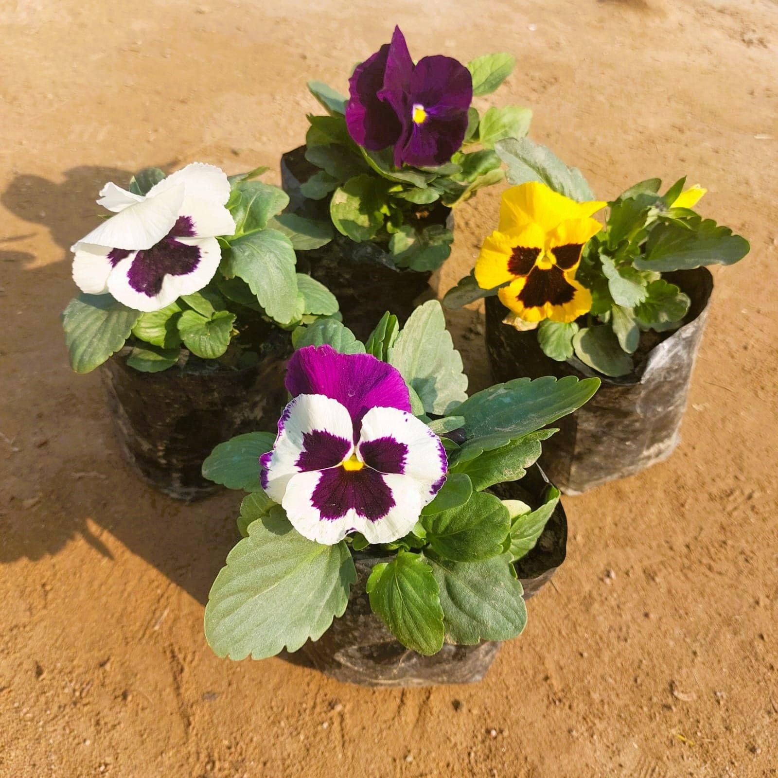 Set of 4 - Pansy (any colour) in 4 Inch Nursery bag