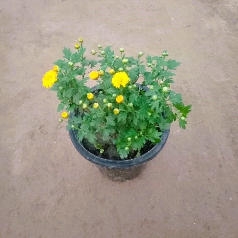 Chrysanthemum / Guldawari any colour in 6 Inch Nursery Pot