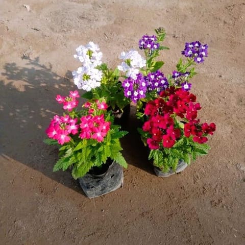 Set of 4 - Verbena (any colour) in 4 Inch Nursery bag