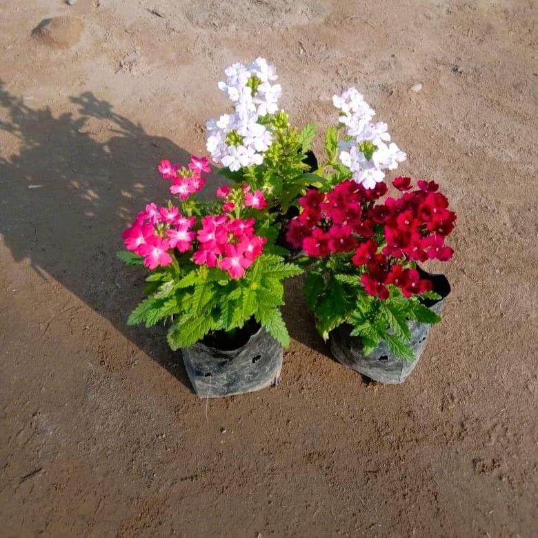 Set of 3 - Verbena (any colour) in 4 Inch Nursery bag
