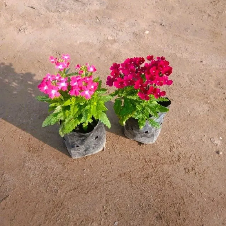 Set of 2 - Verbena (Any Colour) in 4 Inch Nursery bag