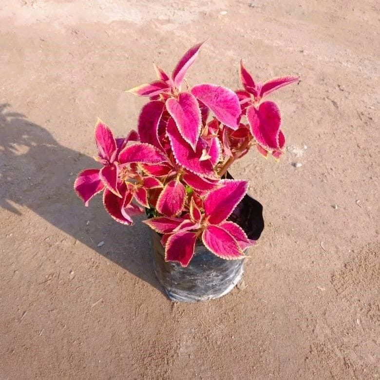 Coleus (any colour) in 4 Inch Nursery bag